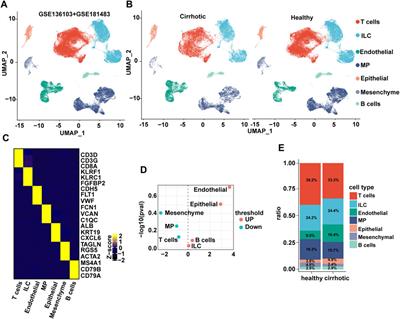 Endothelial anthrax toxin receptor 2 plays a protective role in liver fibrosis